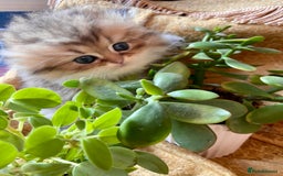 Persian cats for sale: TICA reg Silver & Golden Chinchilla Persians  - Image 9