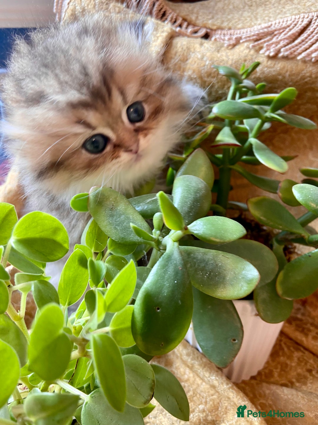 Persian cats for sale: TICA reg Silver & Golden Chinchilla Persians  - Image 9