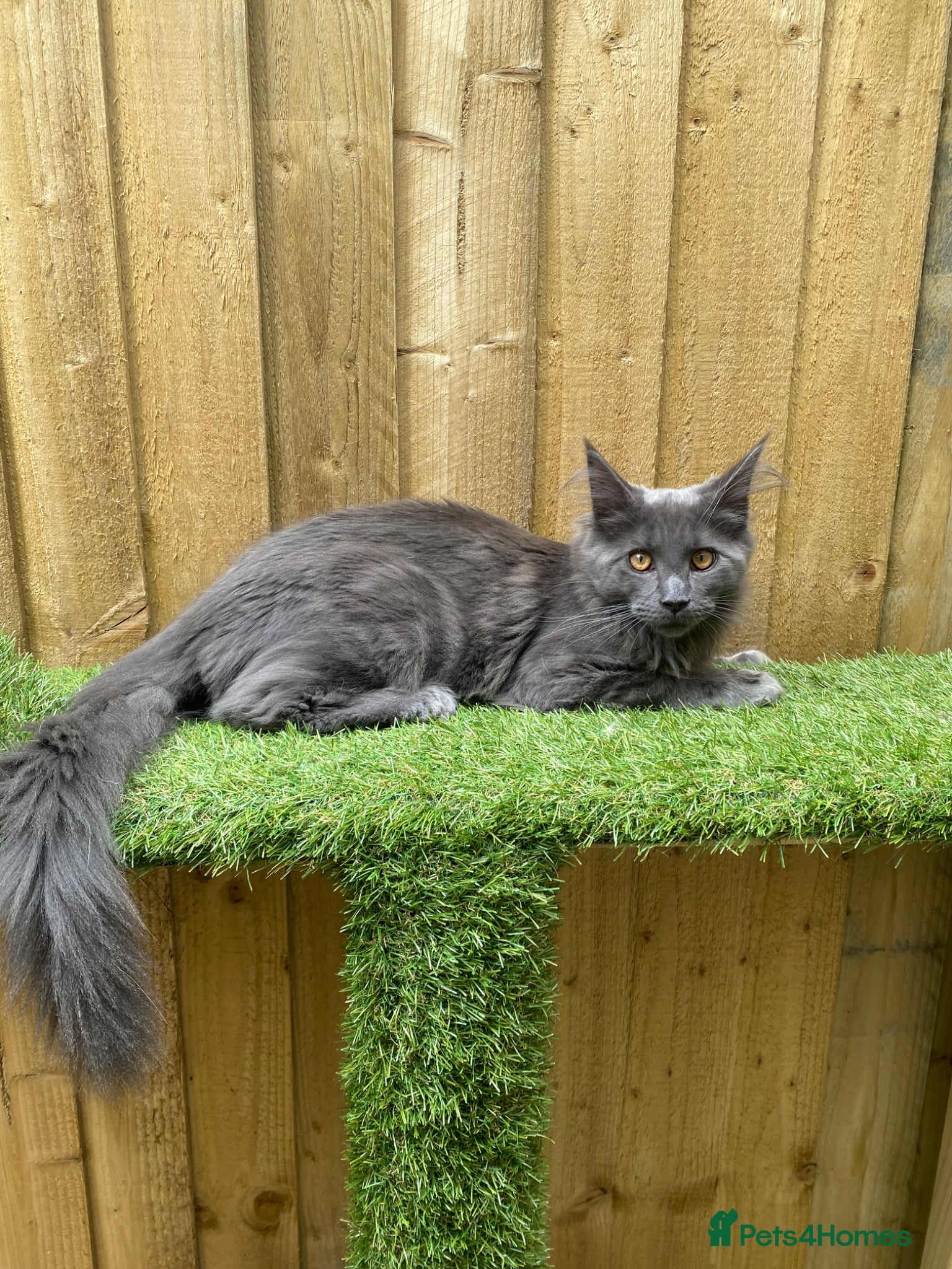Maine Coon cats for sale: Tica boys available  - Advert 14
