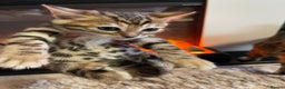 Bengal cats for sale: 5 Outstanding bengal kittens ready for a family  - Advert 26