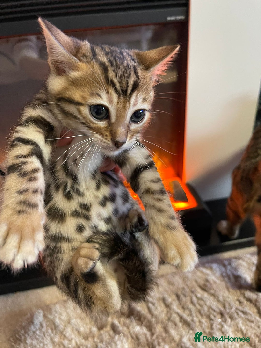 Bengal cats for sale: 5 Outstanding bengal kittens ready for a family  - Advert 26