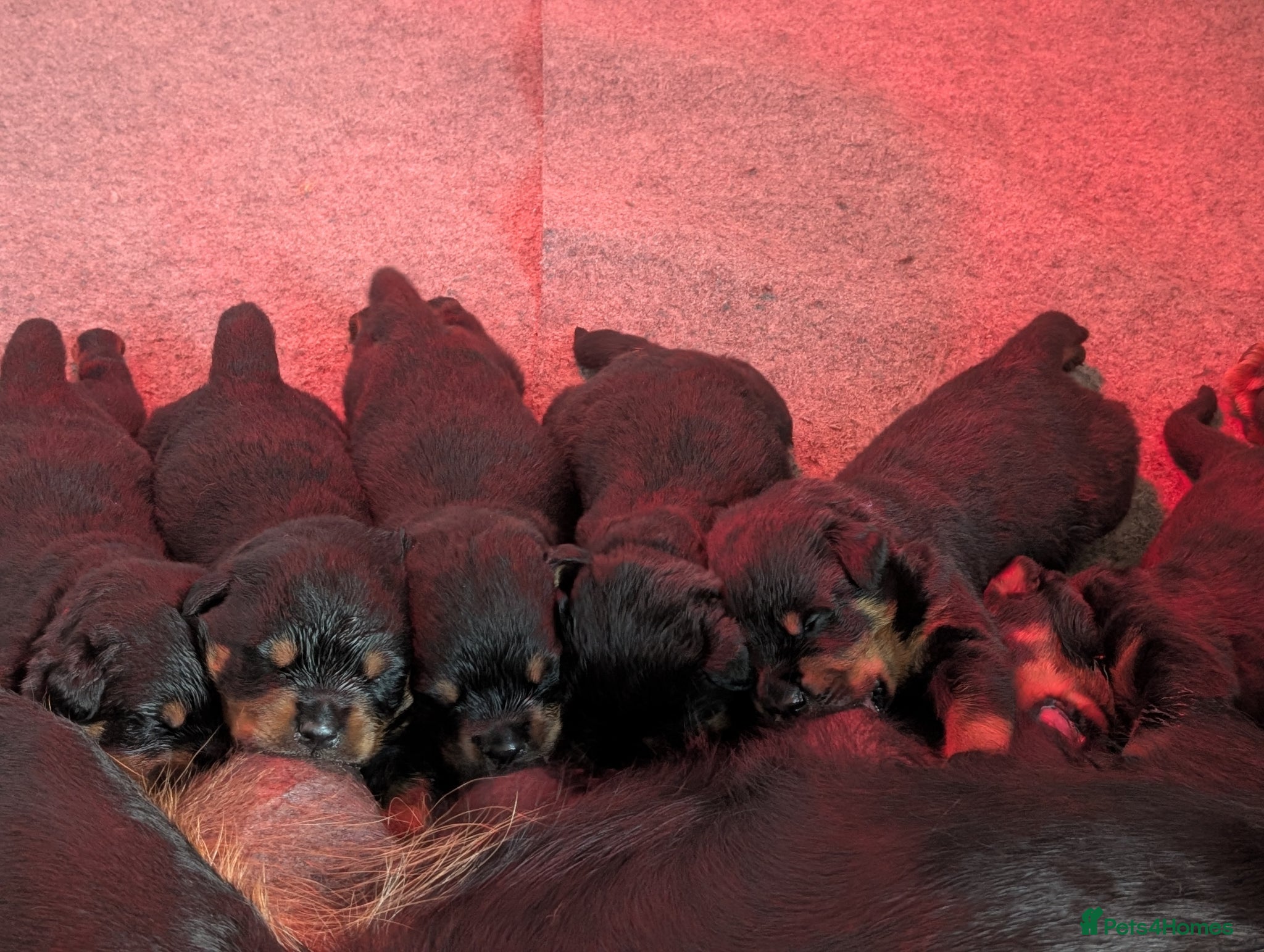 Rottweiler dogs KC Rottweiler puppies  - Advert 1