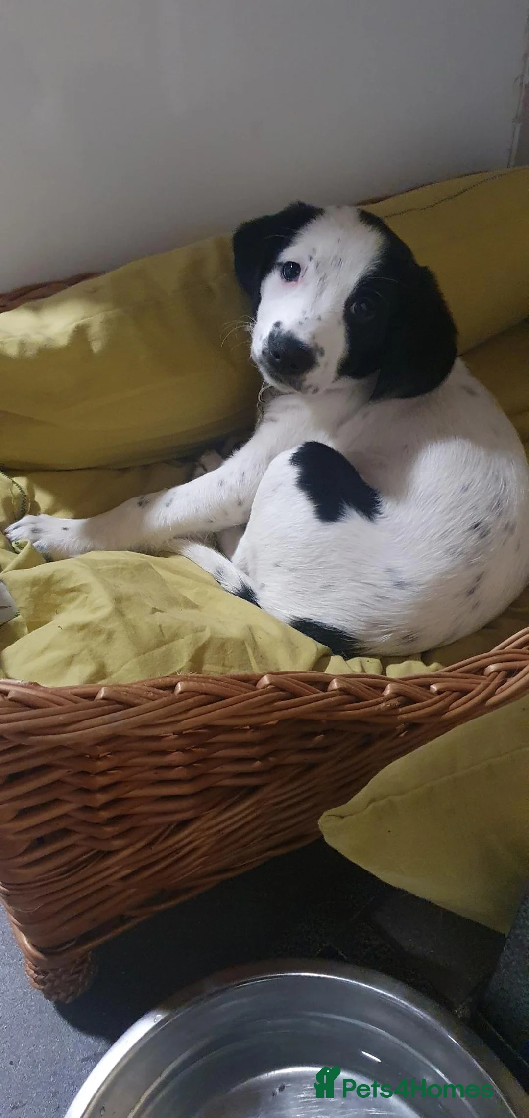 Border Collie dogs for stud: looking for border collie stud in Hamilton - Advert 2