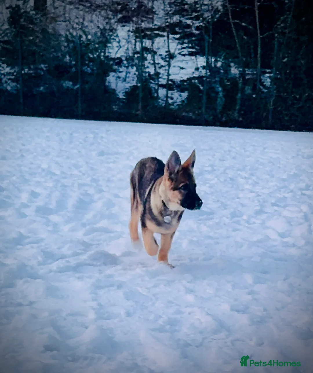 German Shepherd dogs for sale: 4.5 month old male German Shephard - Advert 20