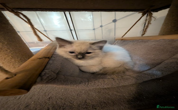 Ragdoll cats - Advert 2