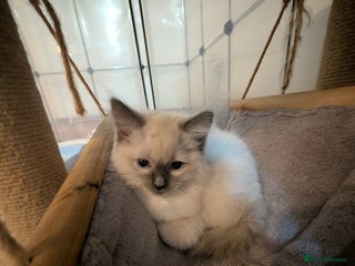 Ragdoll cats - Advert 20