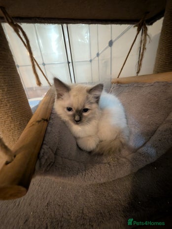 Ragdoll cats - Advert 2
