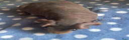 Guinea Pig rodents for sale: BEAUTIFUL SELECTION OF SKINNY PIG BOARS - Advert 2