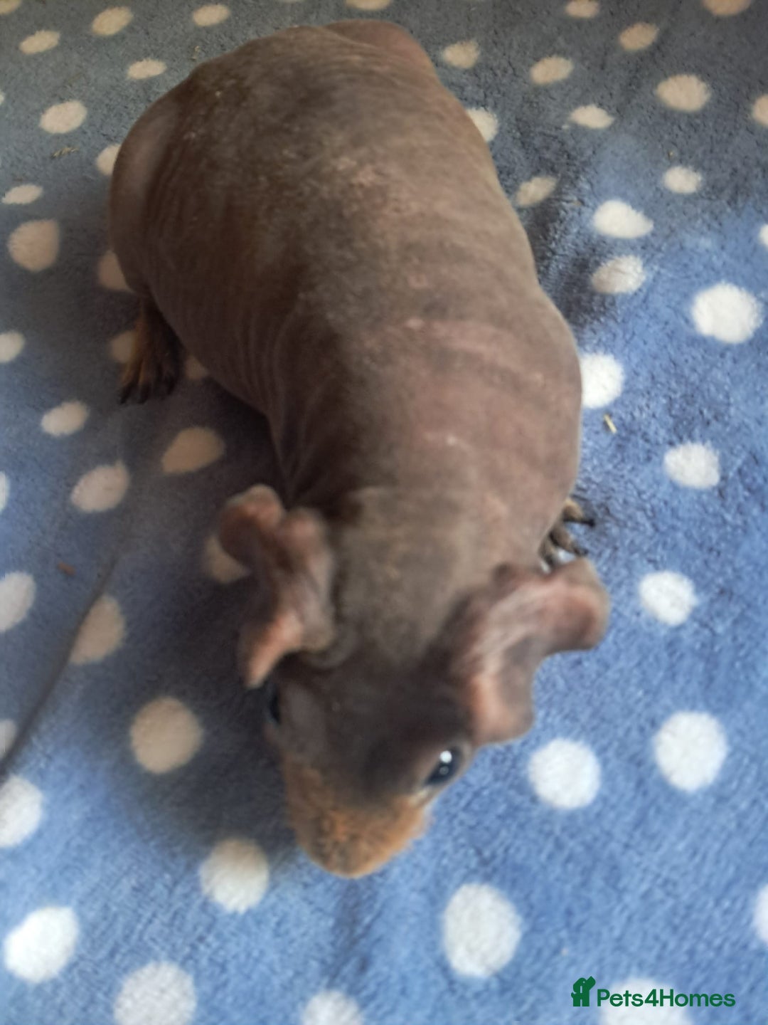 Guinea Pig rodents for sale: BEAUTIFUL SELECTION OF SKINNY PIG BOARS - Advert 2