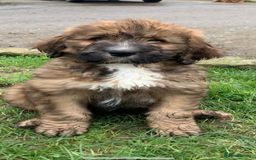 Bernedoodle dogs for sale: Bernese x poodle - Image 2