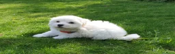 Coton De Tulear dogs for sale: K.C. Reg. Coton de Tulear, health tested parents - Advert 8