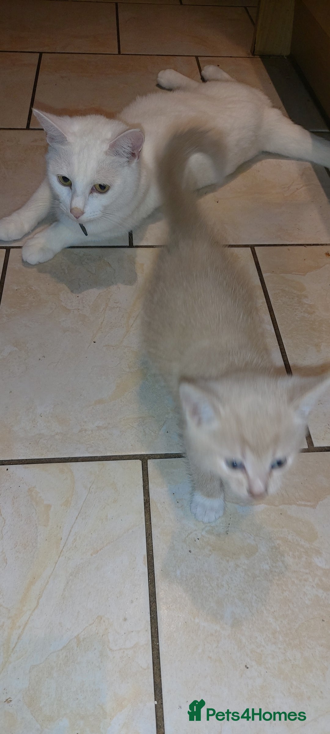 Mixed Breed cats for sale: 1 white, ginger and caramac kitten  - Advert 27