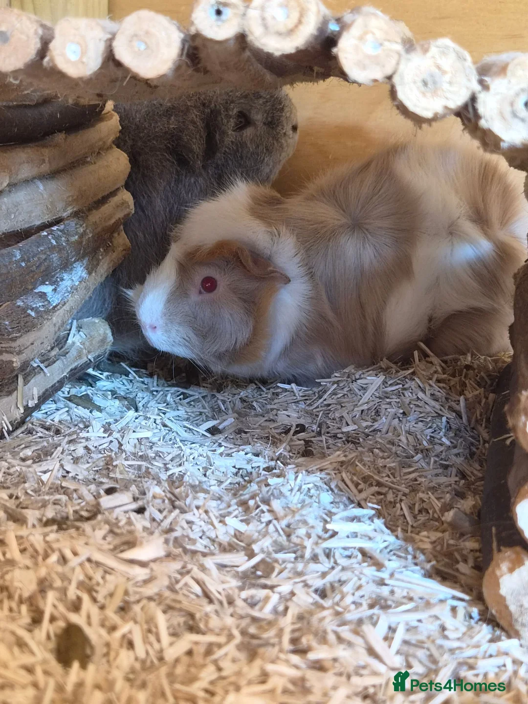 Guinea Pig rodents for sale: 3x bonded male guinea pigs - Advert 6