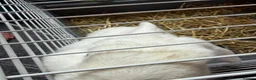 English Lop rabbits for sale: White lops and kits  in Blackpool - Advert 4