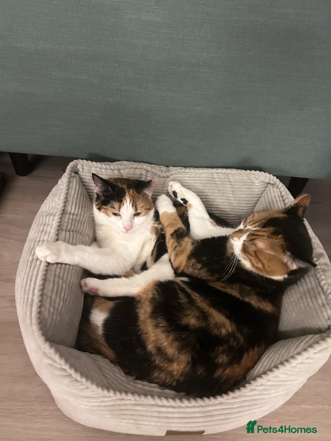 Mixed Breed cats for sale: Mochi Kimchi & Miso - Advert 35