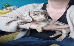 Miniature Dachshund dogs for sale: Last Girl left Stunning Miniature Dachshund Puppy - Image 20