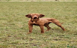 Hungarian Vizsla dogs for stud: Mr David McKerron  - Image 11