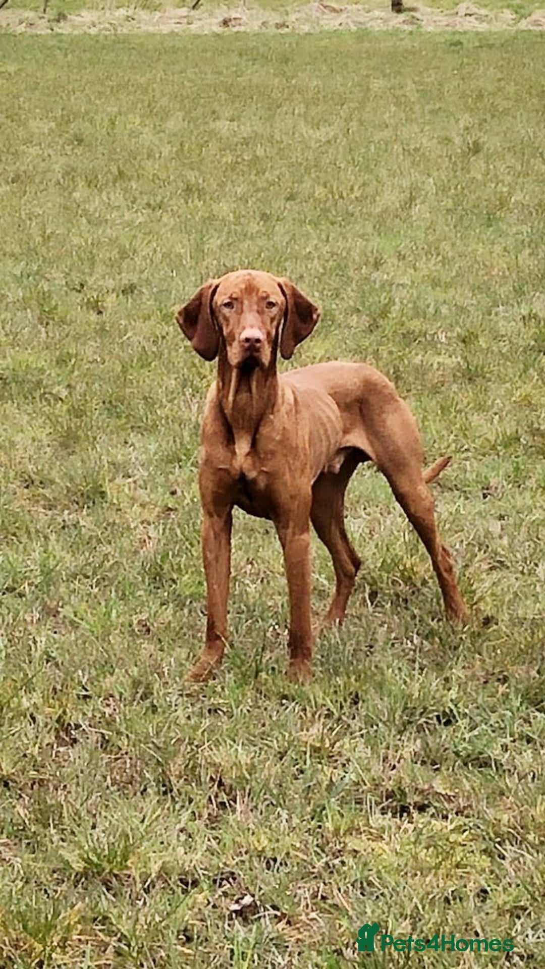 Hungarian Vizsla dogs for stud: Mr David McKerron  - Image 11
