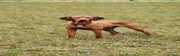 Hungarian Vizsla dogs for stud: Mr David McKerron  - Advert 11