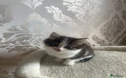British Shorthair cats for sale: 2 beautiful female kittens for sale - Image 1