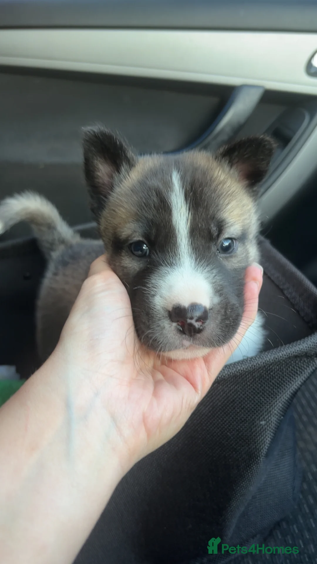 Mixed Breed dogs for sale: 3 rescue puppies available  - Advert 1
