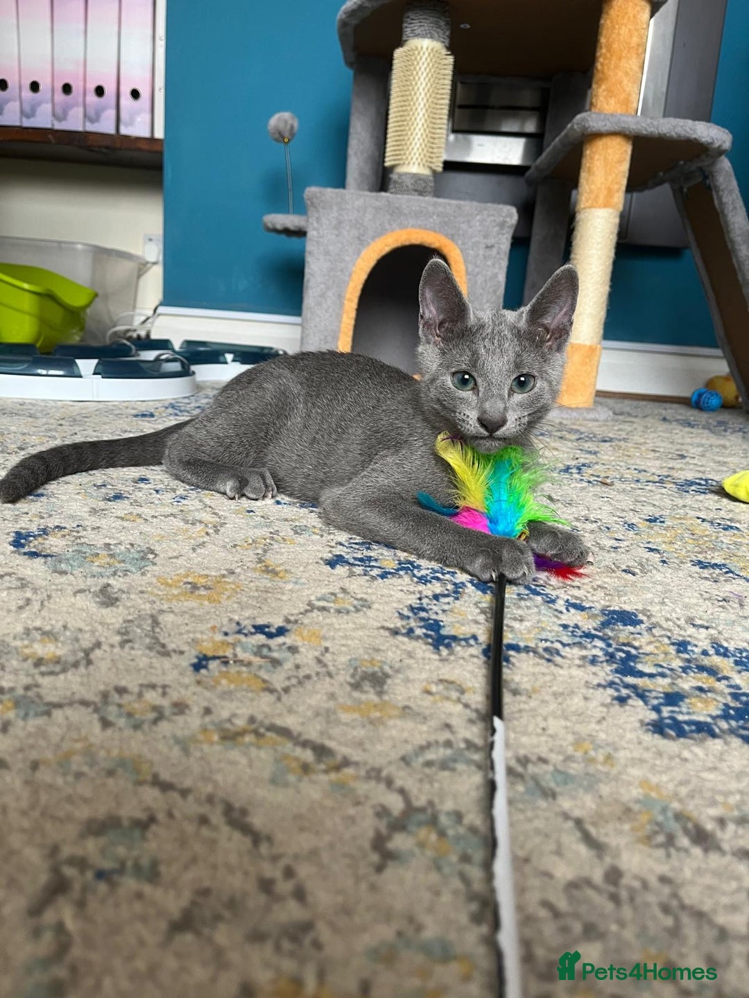 Russian Blue cats for sale: Russian blue kittens GCCF registered  - Image 11
