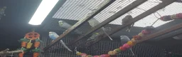 Budgerigars birds for sale: !!! YOUNG BUDGIES READY FOR REHOMING!!! - Advert 1