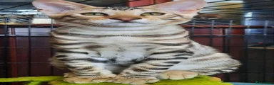 Toyger 4