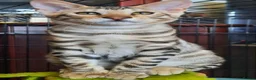 Toyger cats for sale: STUNNING WILD LOOKING PEDIGREE CUBS - Advert 5
