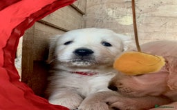 Golden Retriever dogs for sale: Beautiful, pedigree Golden Retriever puppies in Exeter - Image 19