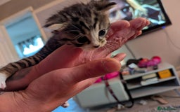 Mixed Breed cats for sale: Beautiful loving,kittens - Image 10