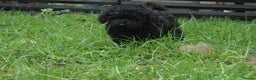 Toy Poodle dogs for sale: Toy Poodle (1 boy left to find their home) - Advert 3