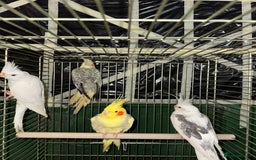 Cockatiels birds for sale: Various Cockatiels  - Advert 4