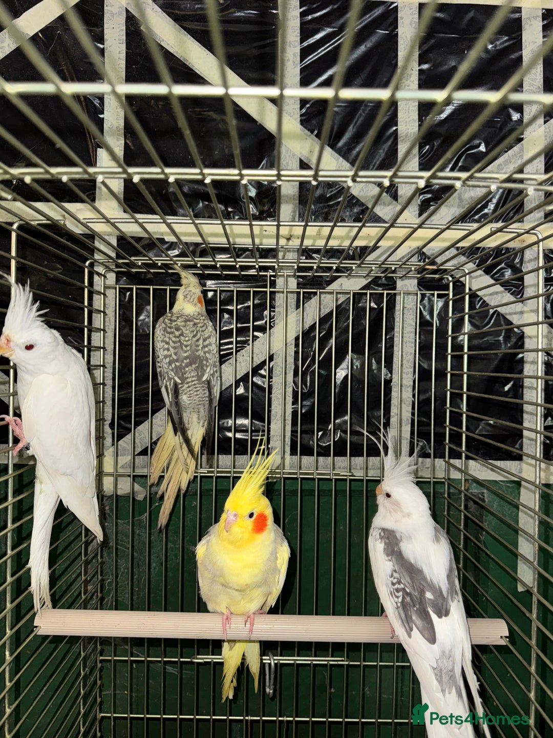 Cockatiels birds for sale: Various Cockatiels  - Advert 4