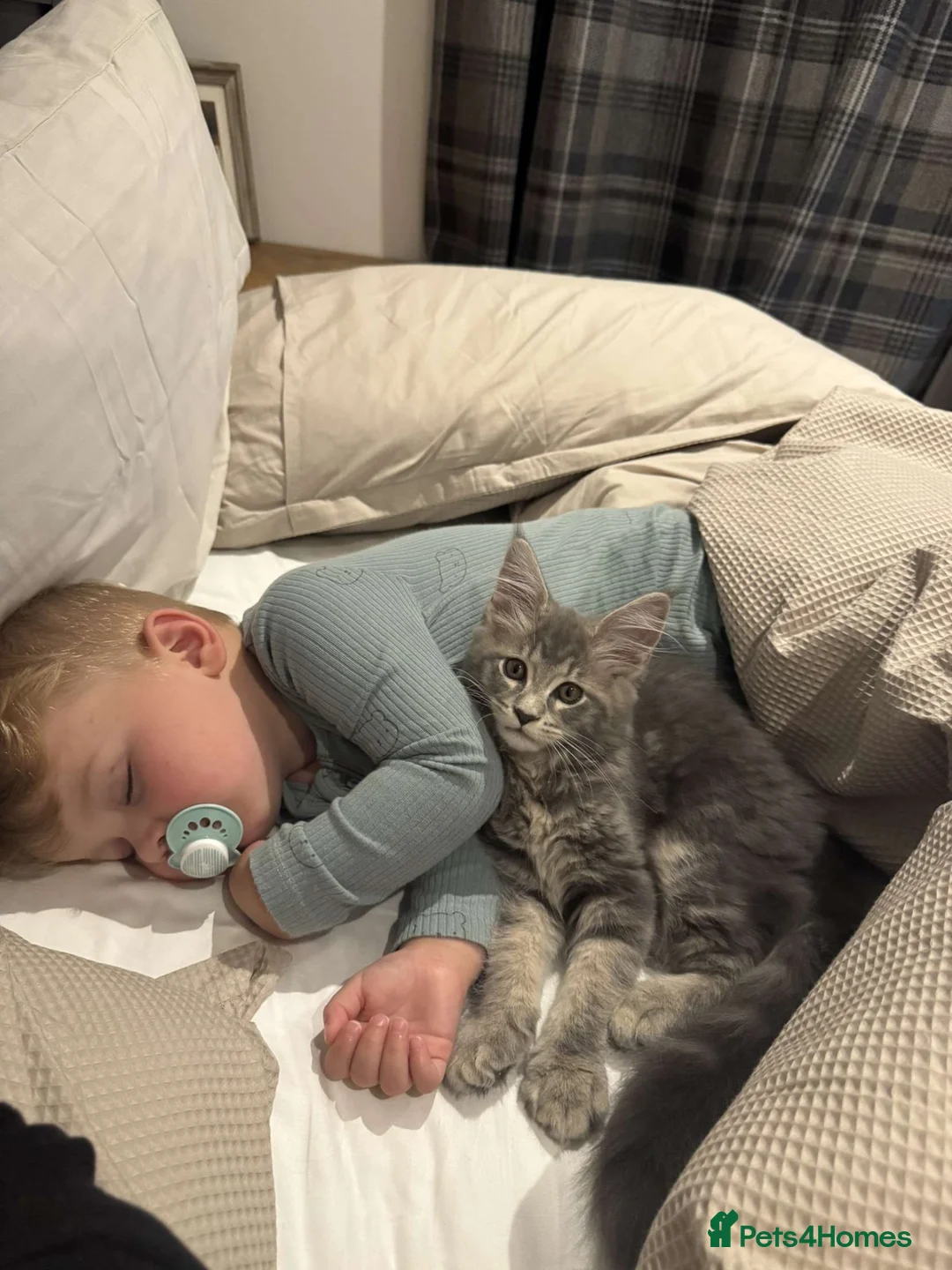 Maine Coon cats for sale: Lovely female, kitty  - Advert 5