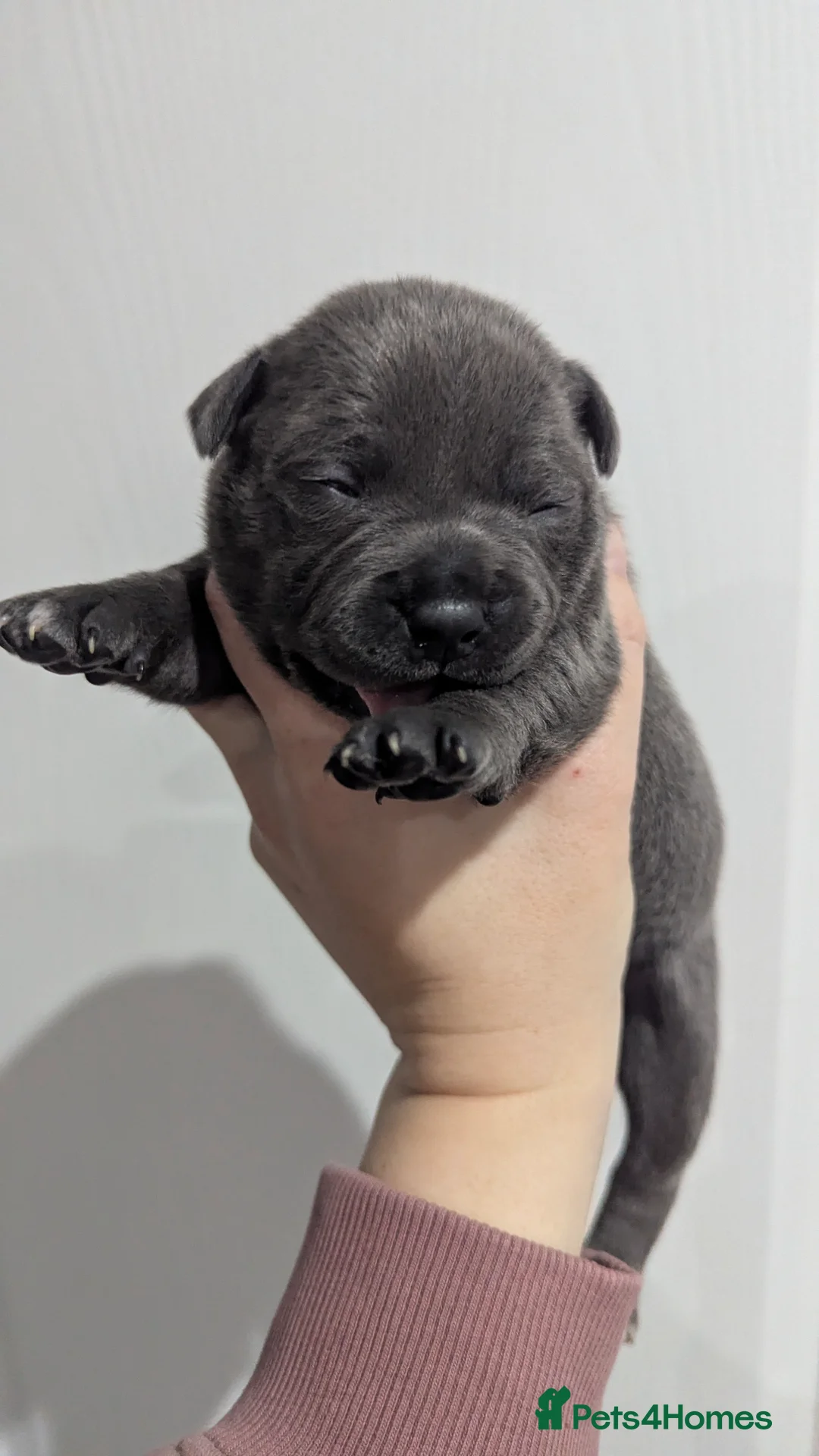 Staffordshire Bull Terrier dogs for sale: Beautiful KC reg Staffordshire bull terriers - Advert 21