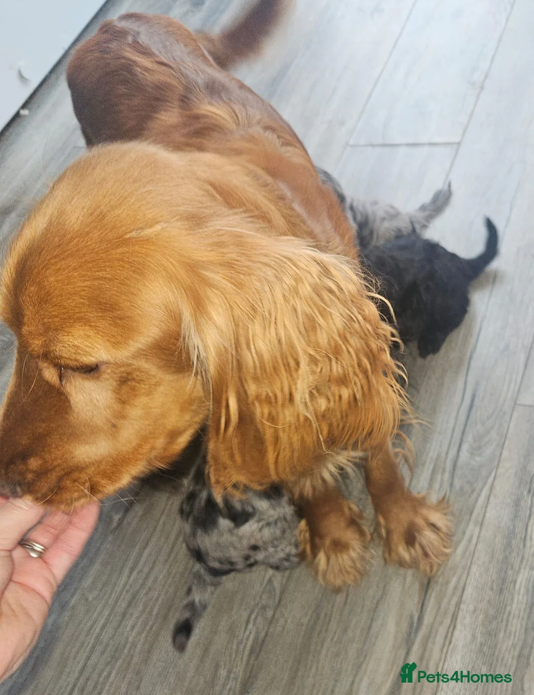 Cockapoo dogs for sale: Stunning cockapoo🖤🖤 - Advert 2