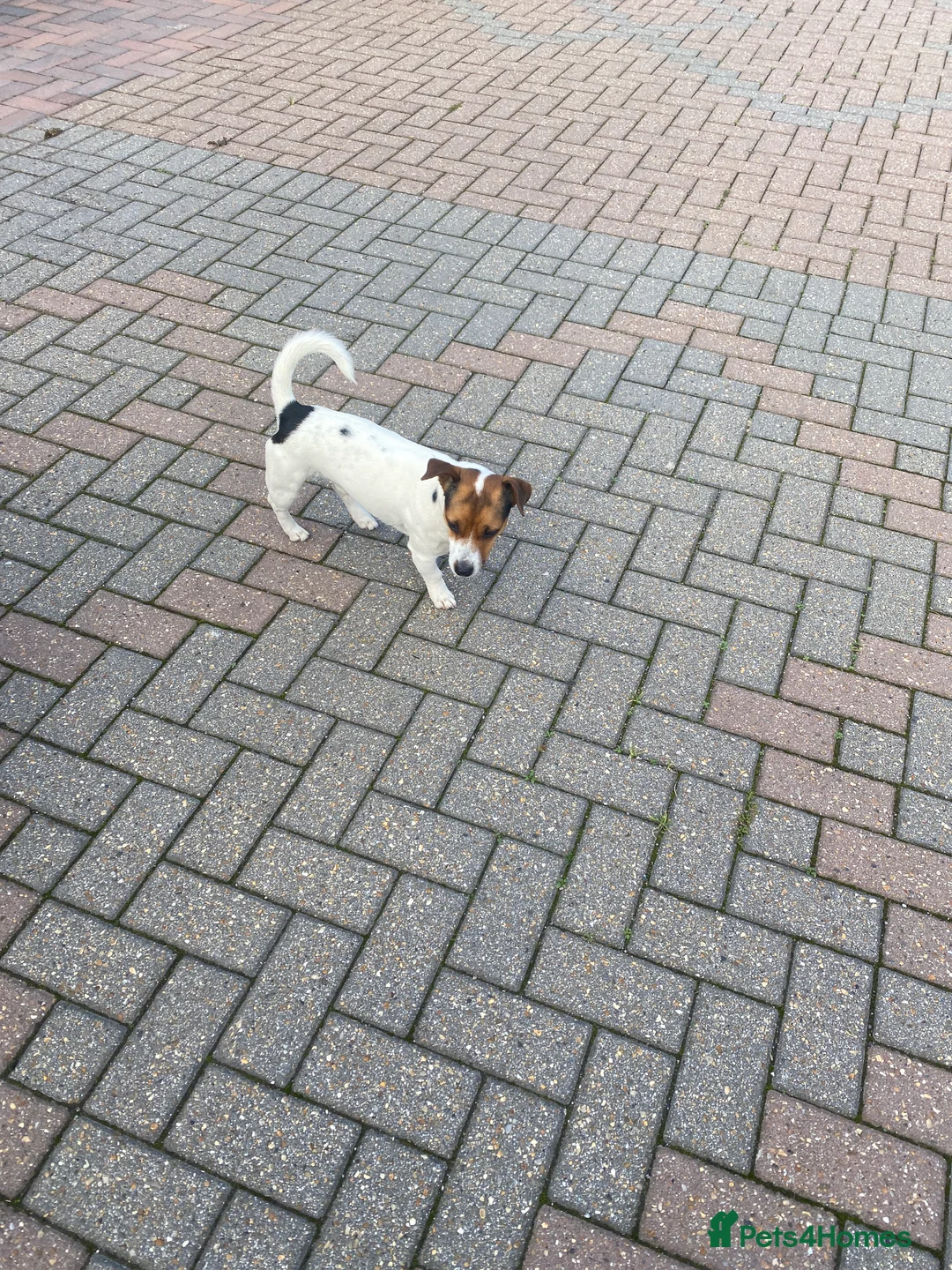 Jack Russell dogs for stud: Proven Short legged true  jack Russell for stud  in Eastleigh - Advert 7