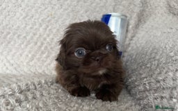 Mixed Breed dogs for sale: Tiny Pugingese pups  - Image 13