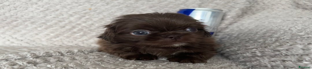Chocolate 