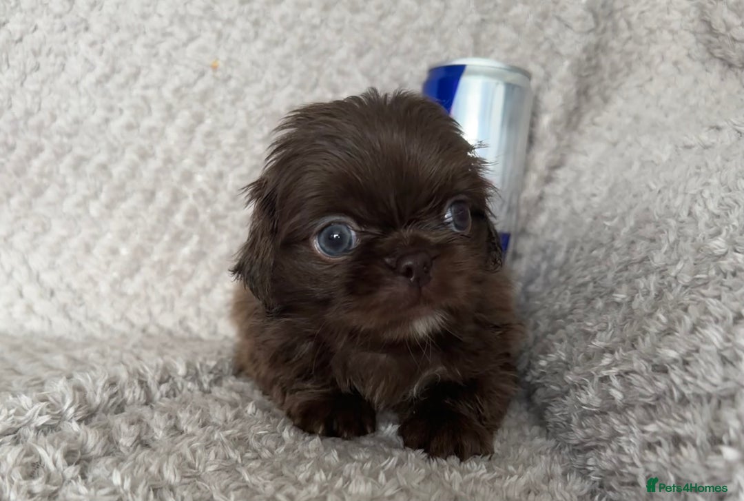 Mixed Breed dogs for sale: Tiny Pugingese pups  - Image 13