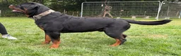 Rottweiler dogs for stud: ROTTWEILER FOR STUD - Advert 1