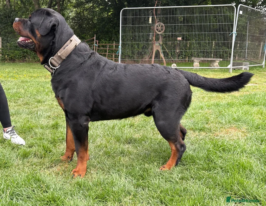 Rottweiler dogs for stud: ROTTWEILER FOR STUD - Advert 1