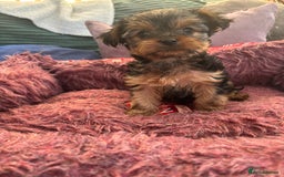 Yorkshire Terrier dogs for sale: Stunning Yorkshire terriers - Image 21