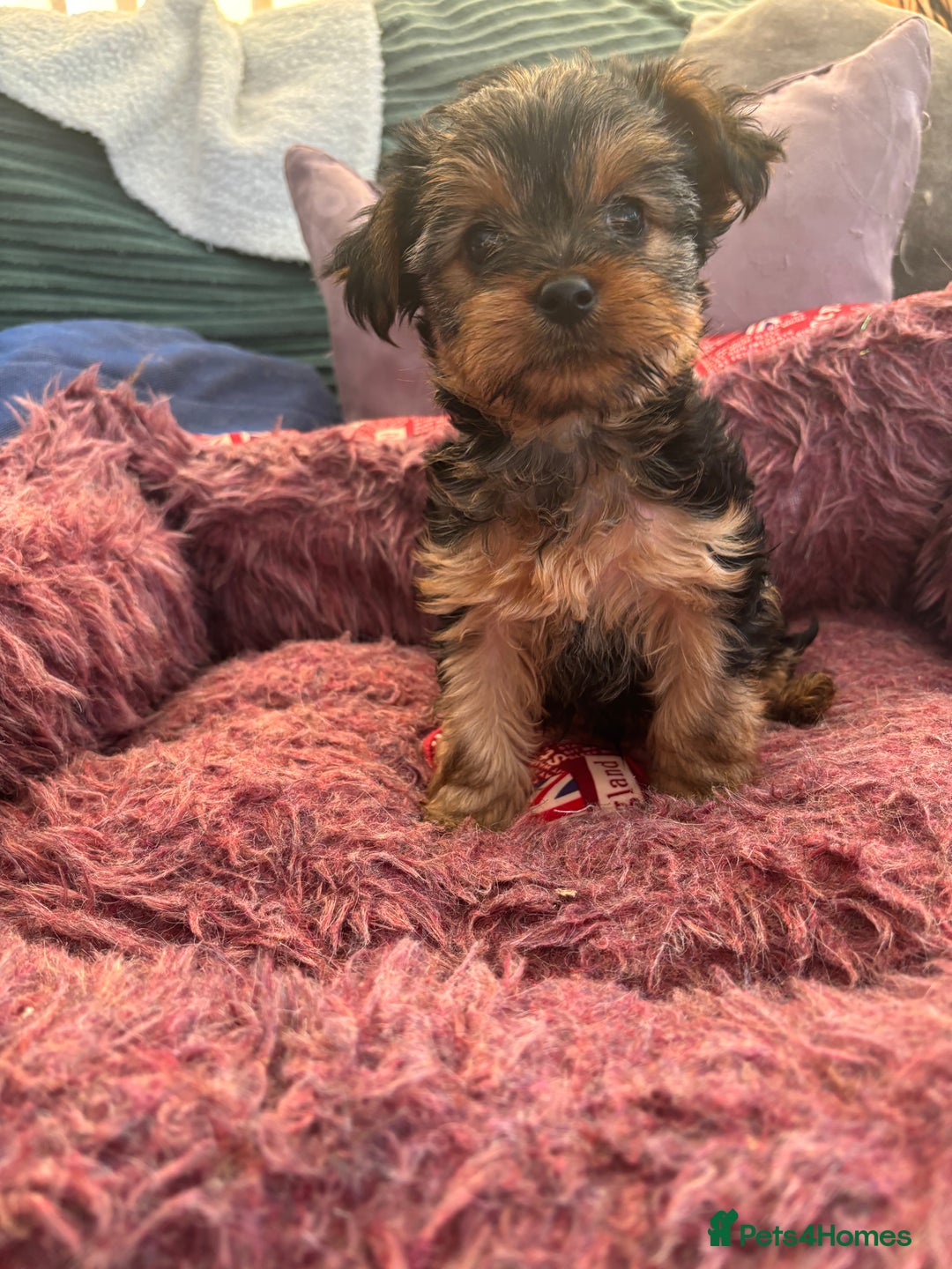 Yorkshire Terrier dogs for sale: Stunning Yorkshire terriers - Image 21
