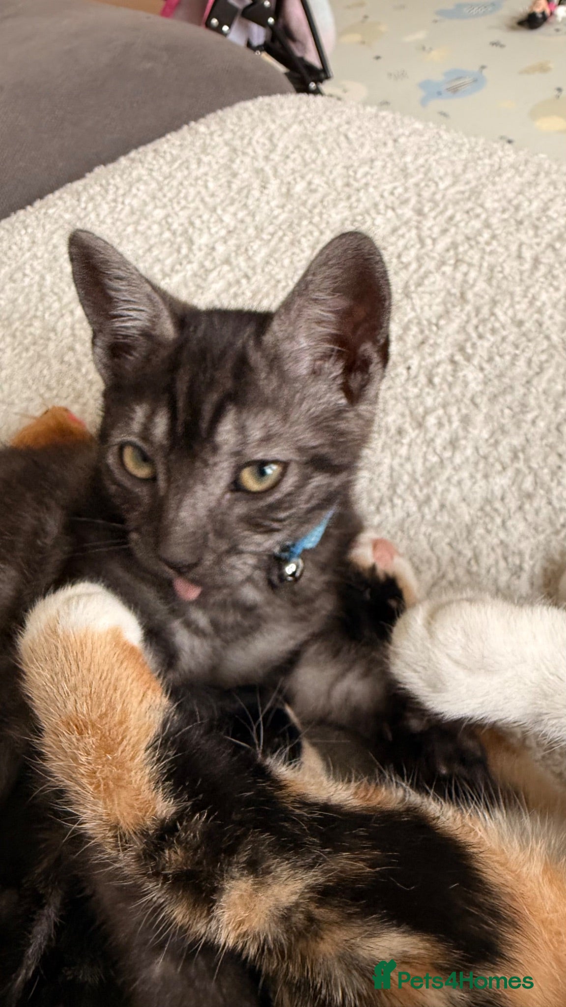 Mixed Breed cats Grey Marble Tabby Boy  - Advert 4