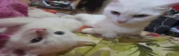 Turkish Angora cats for sale: White Turkish Angora Kittens - Advert 4