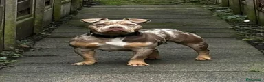 American bully bella