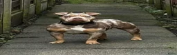 American Bull Staffy dogs for sale: American micro/pocket bully REHOME!  - Advert 2
