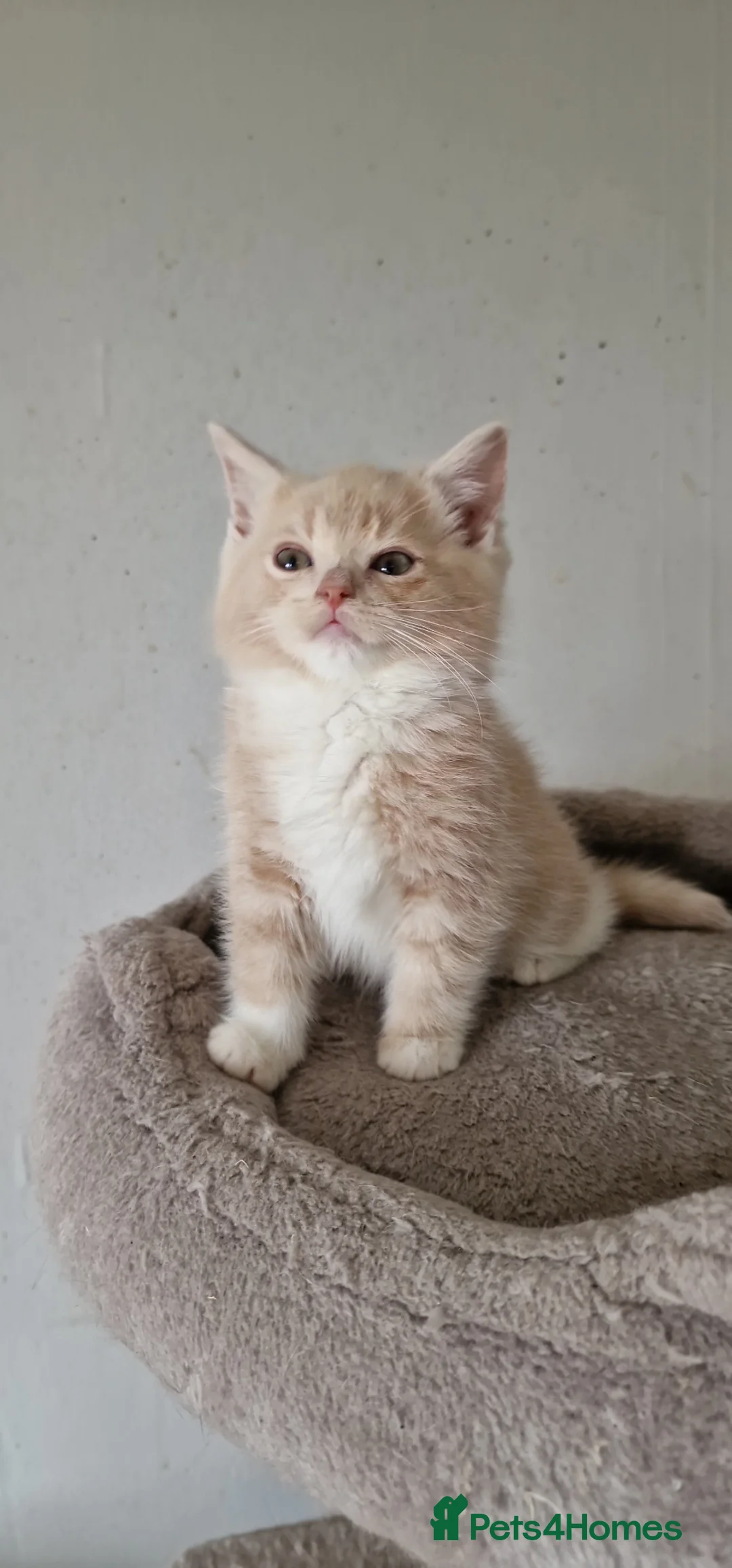 British Shorthair cats for sale: Lovely pure British shorthair ready  - Advert 2